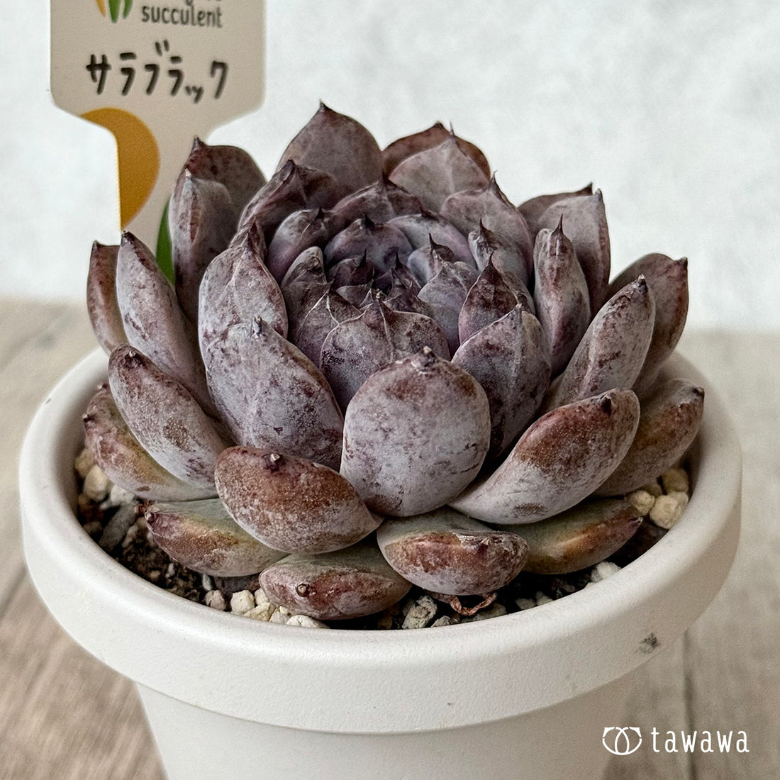 サラブラック9(チャンヒー農園)【根張り鉢3号/tawawaハウス苗】