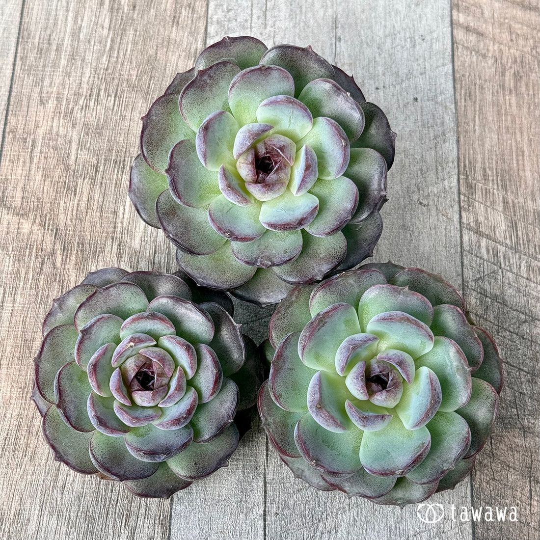 パープルオランダ