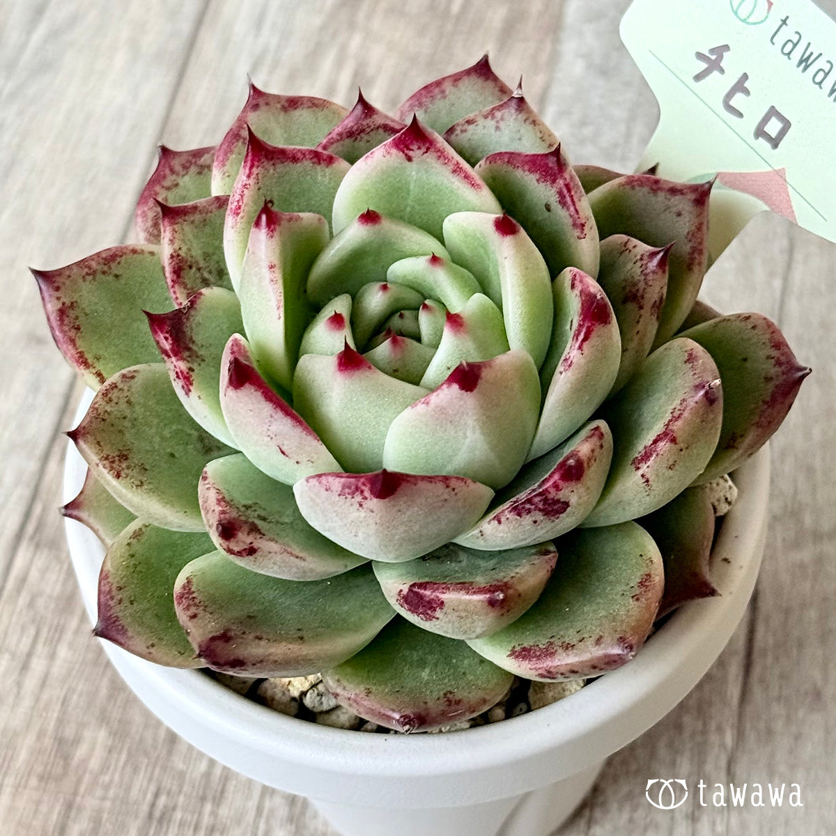 チヒロ(エアーマジック農園)【根張り鉢3号/tawawaハウス苗】