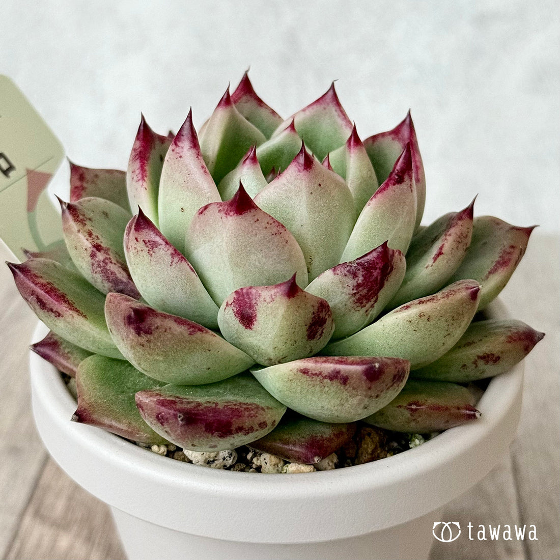 チヒロ(エアーマジック農園)【根張り鉢3号/tawawaハウス苗】