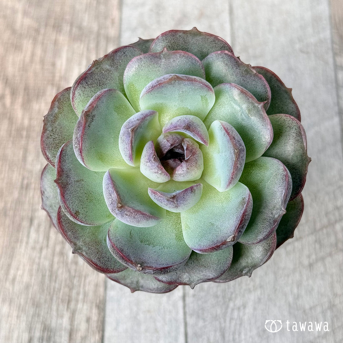 パープルオランダ