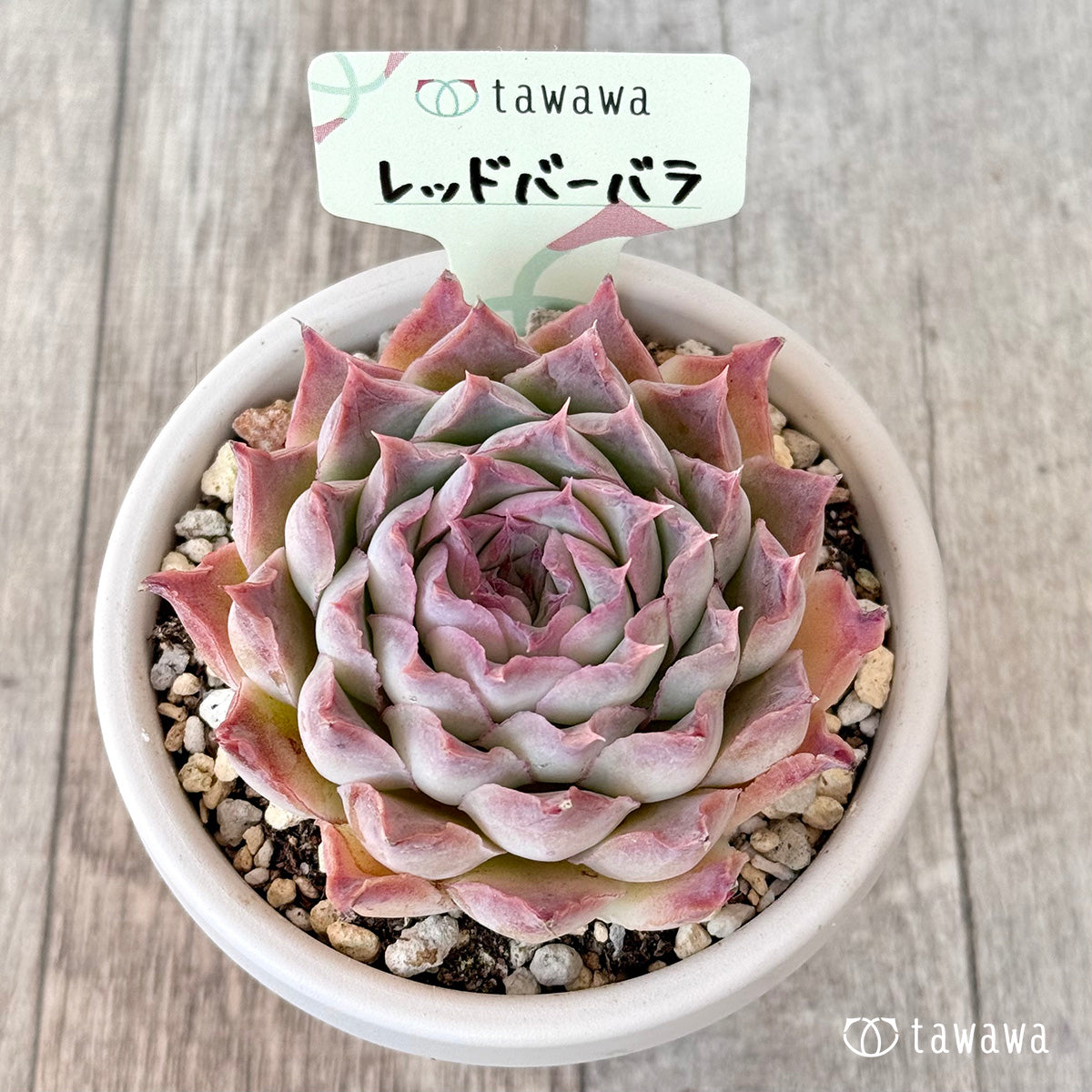 レッドバーバラ(エアーマジック農園)【根張り鉢3号/tawawaハウス苗】