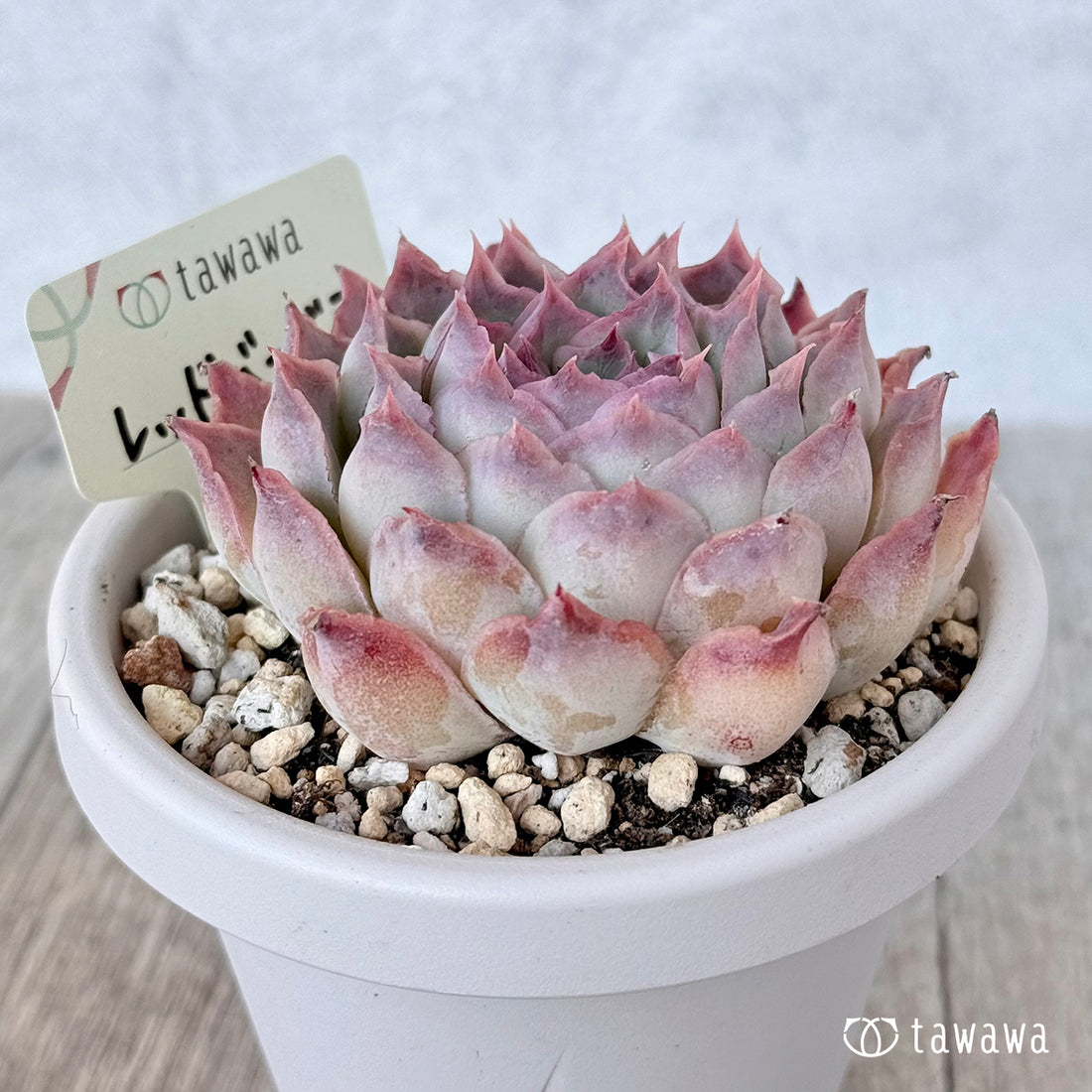 *新発売* レッドバーバラ(エアーマジック農園)【根張り鉢3号/tawawaハウス苗】