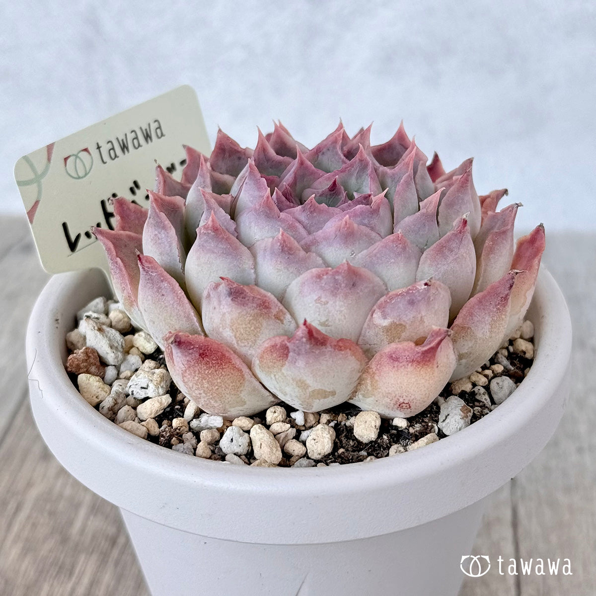 *新発売* レッドバーバラ(エアーマジック農園)【根張り鉢3号/tawawaハウス苗】