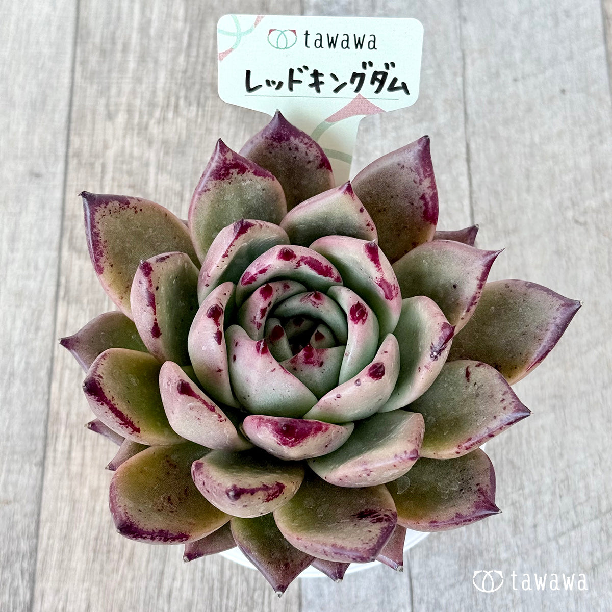 *新発売* レッドキングダム(エアーマジック農園)【A-30s鉢/tawawaハウス苗】