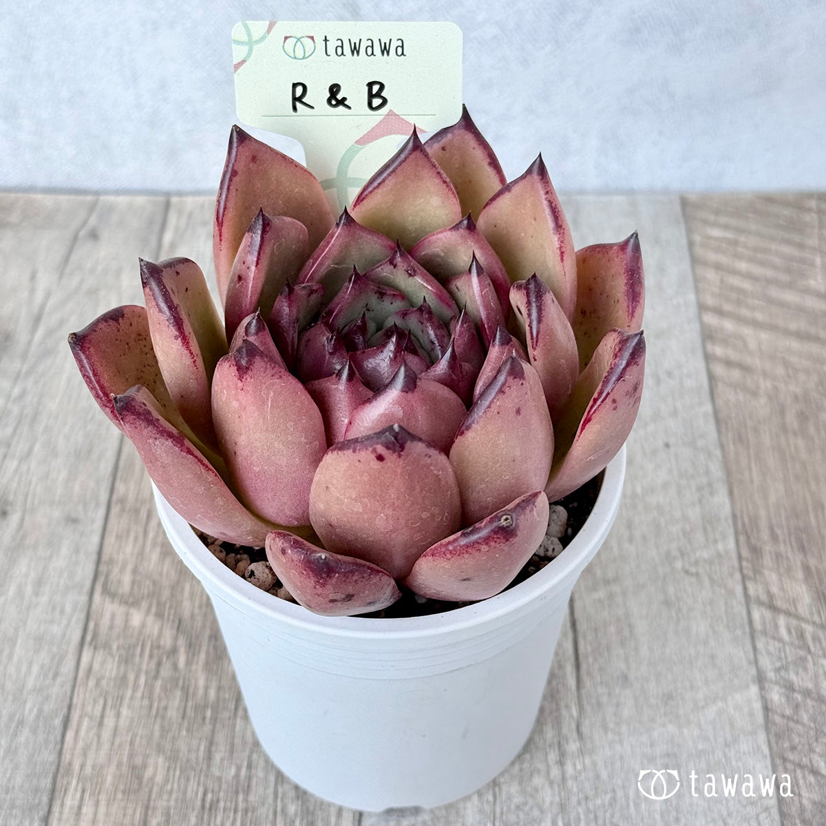 *新発売* R&B(エアーマジック農園)【A-35鉢/tawawaハウス苗】