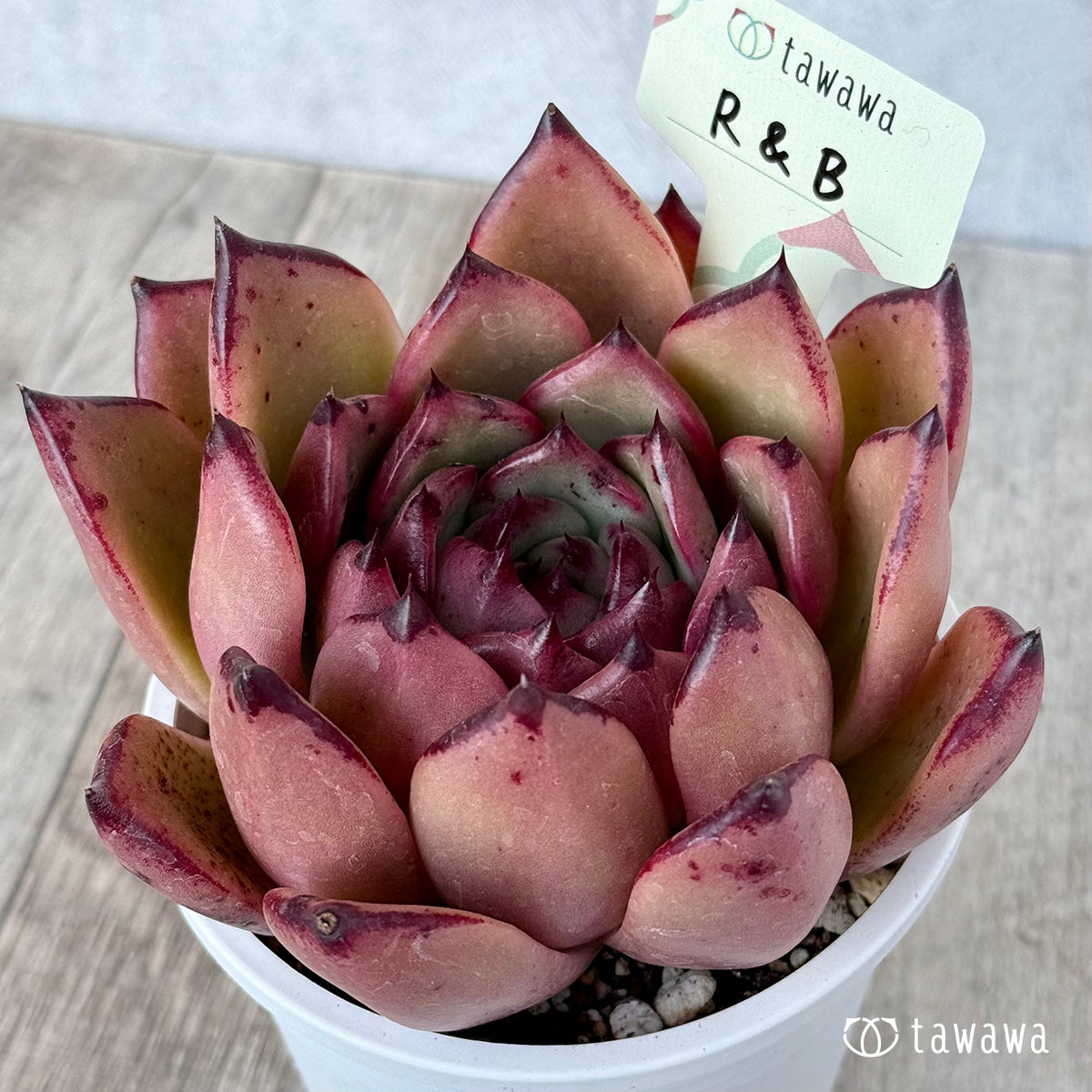 *新発売* R&B(エアーマジック農園)【A-35鉢/tawawaハウス苗】