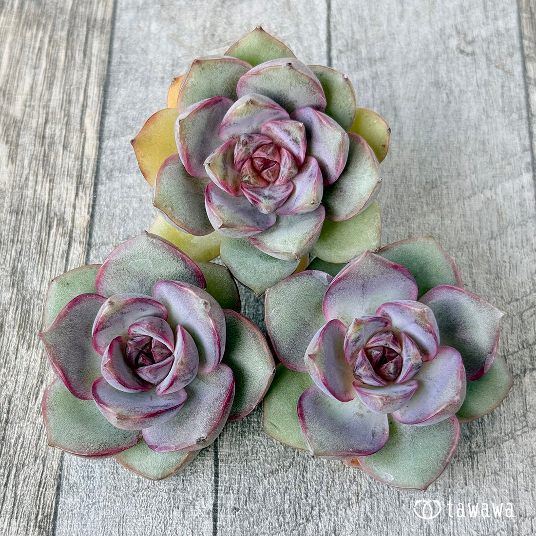 パープルラベンダーローズ