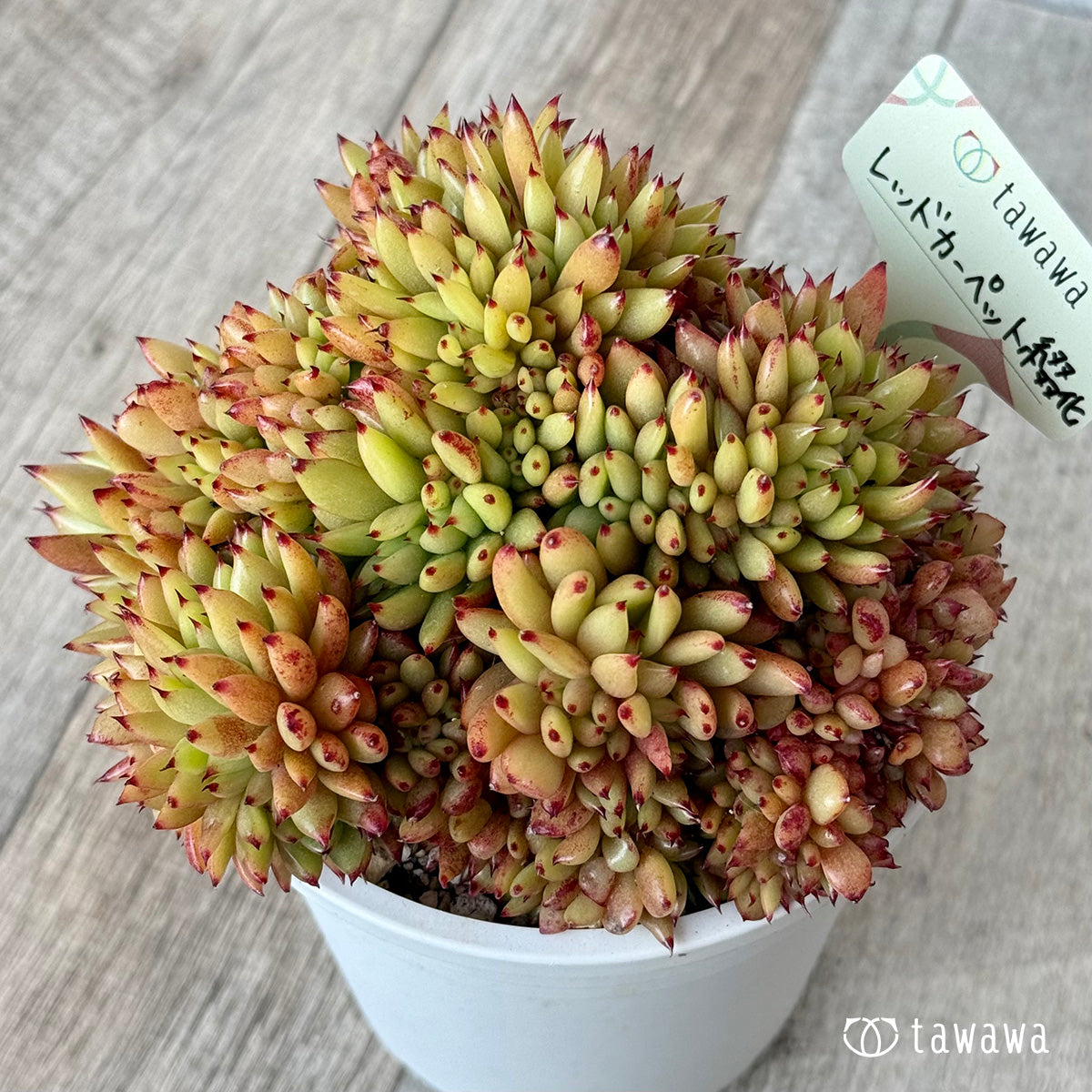 レッドカーペット綴化【A-35鉢/tawawaハウス苗】 – 多肉植物の通販