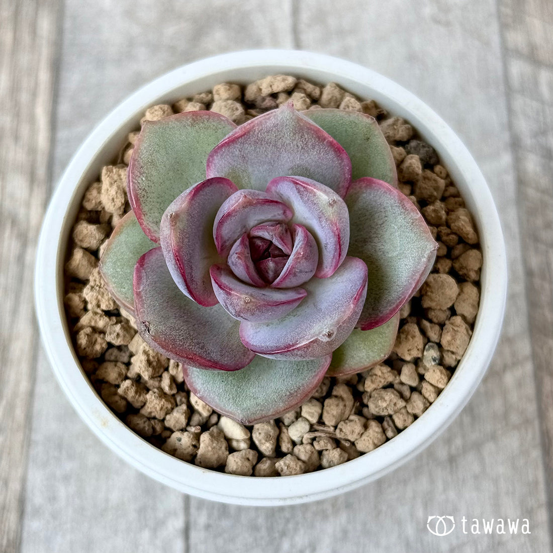 パープルラベンダーローズ