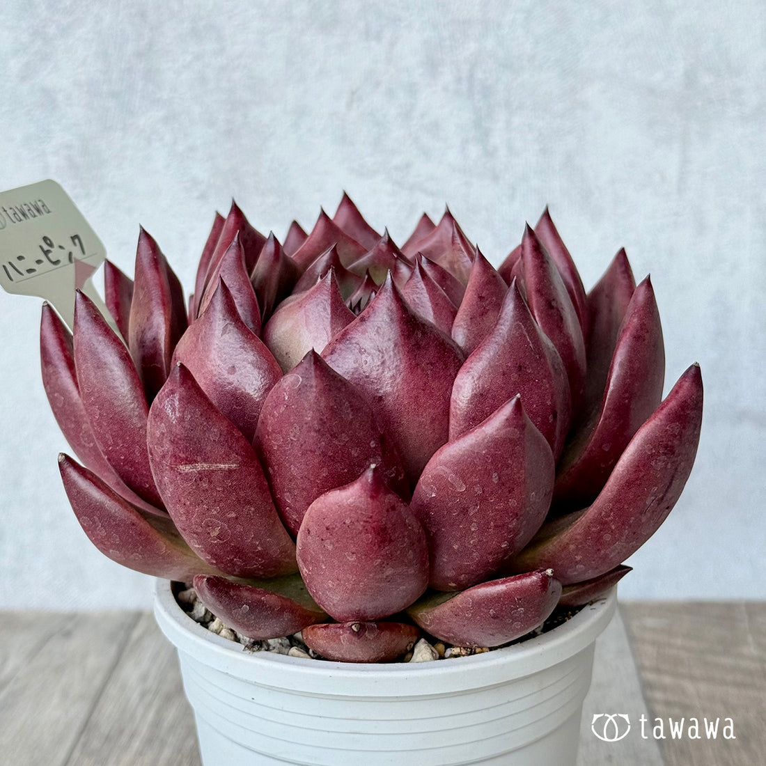 ハニーピンク(エアーマジック農園)【A-35鉢/tawawaハウス苗】