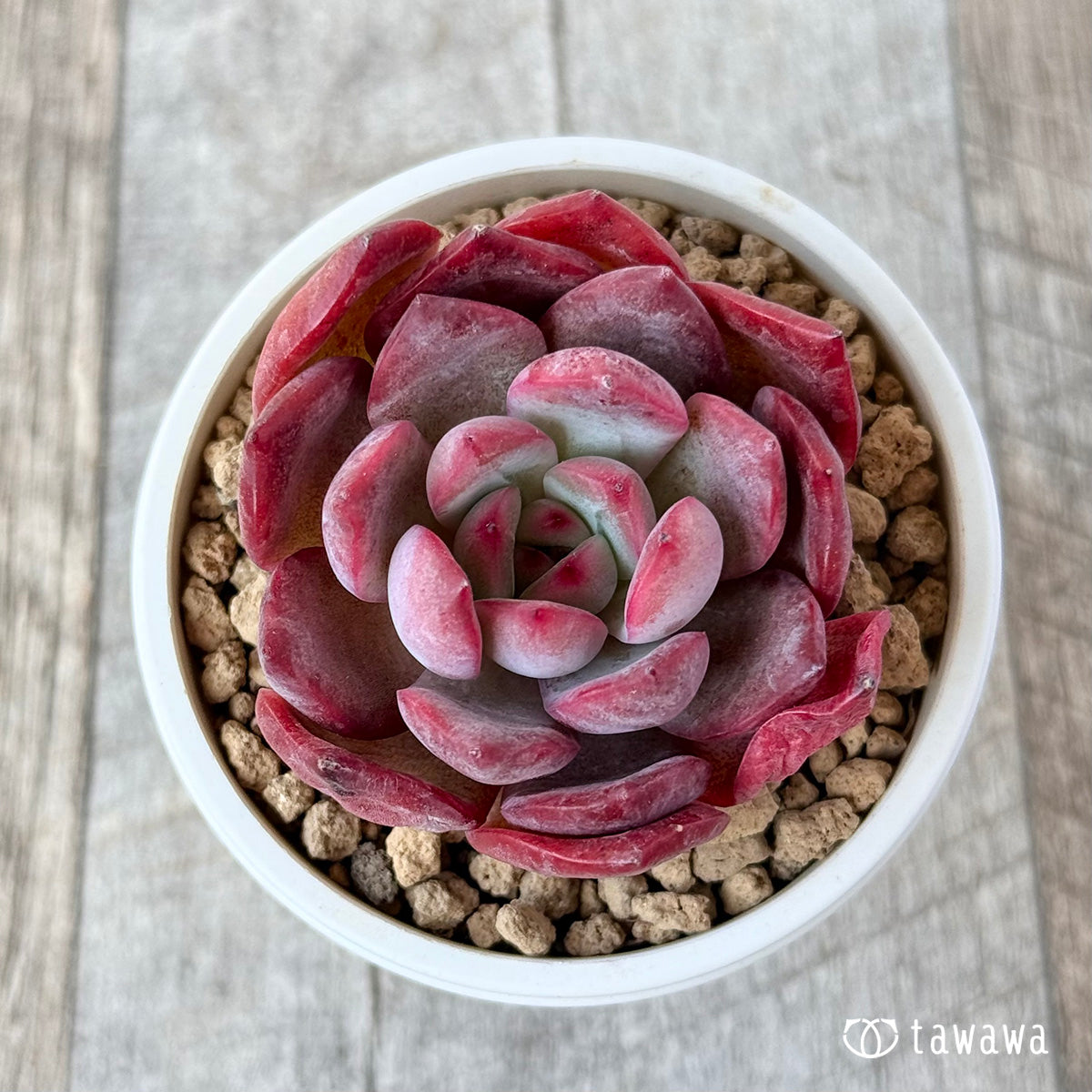 그램 핑크