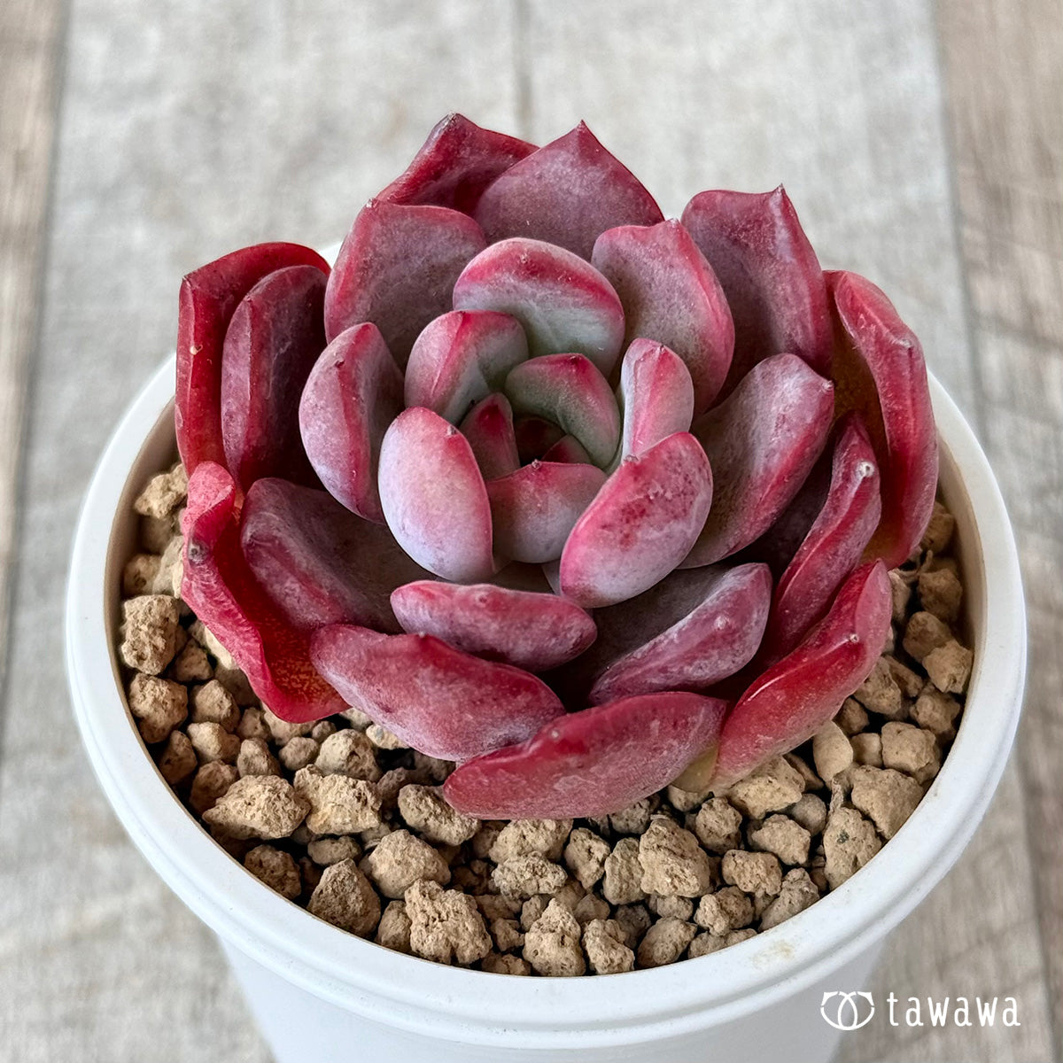 그램 핑크