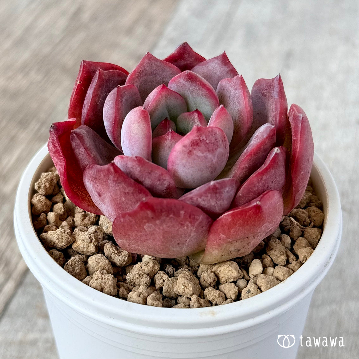 그램 핑크