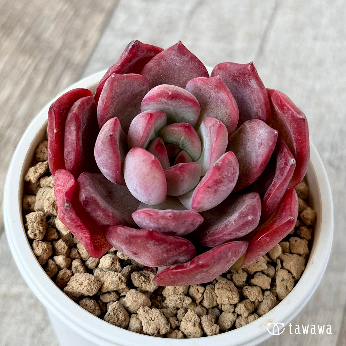 그램 핑크
