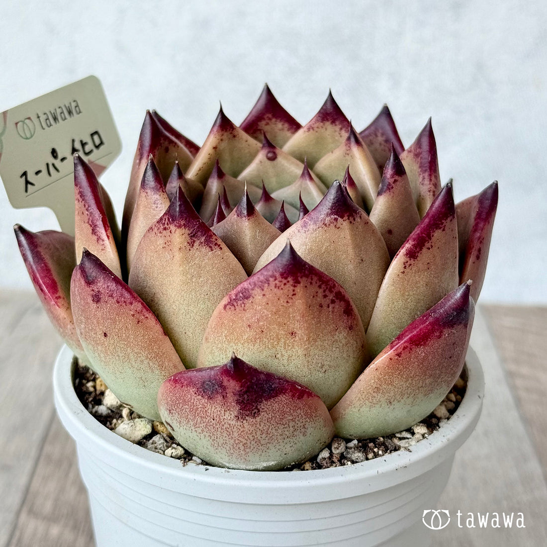 スーパーチヒロ1(エアーマジック農園)【A-35鉢/tawawaハウス苗】