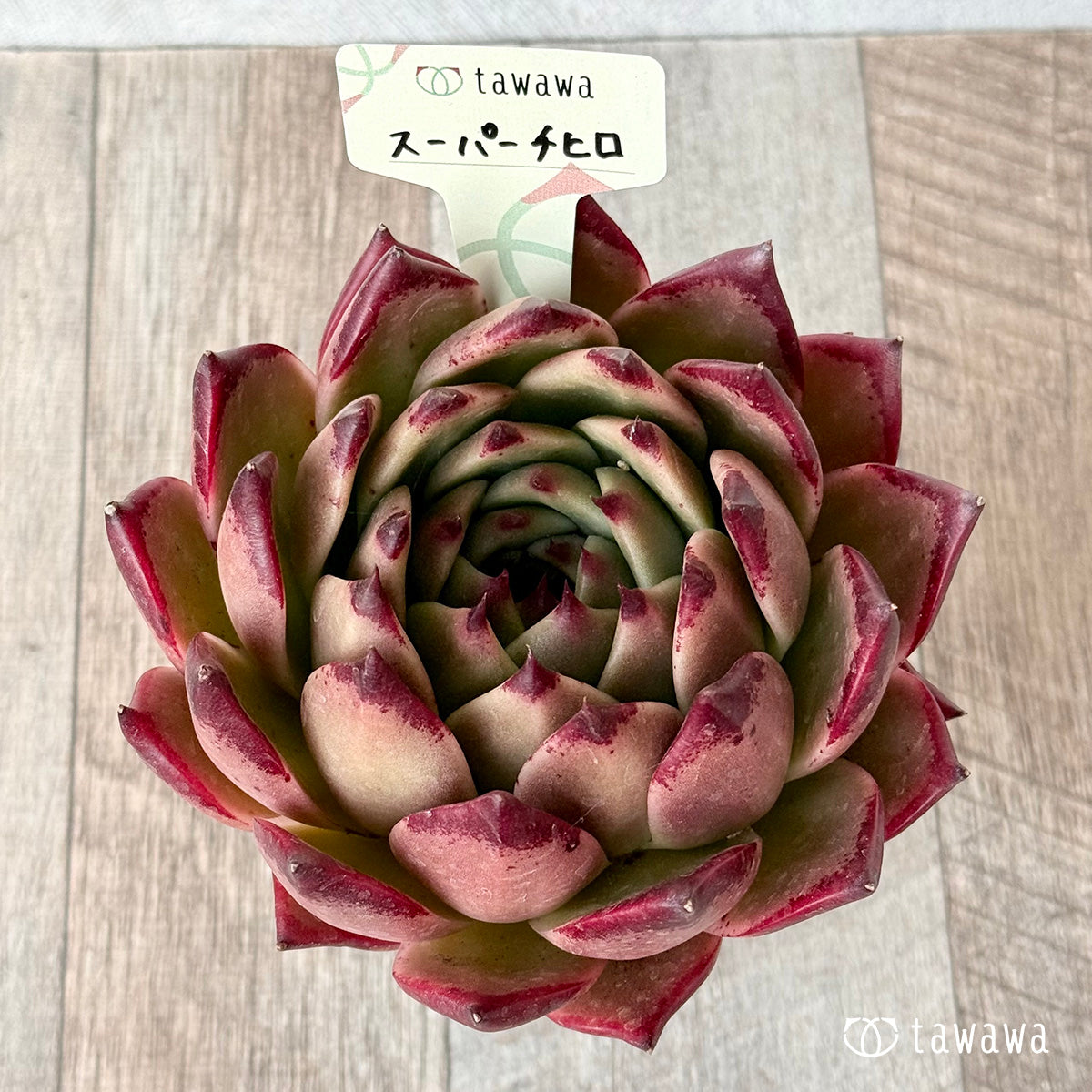 スーパーチヒロ2(エアーマジック農園)【A-35鉢/tawawaハウス苗】