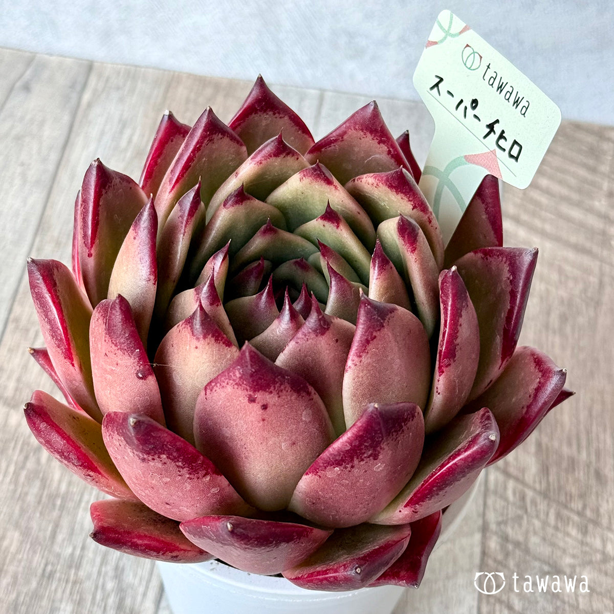 スーパーチヒロ2(エアーマジック農園)【A-35鉢/tawawaハウス苗】