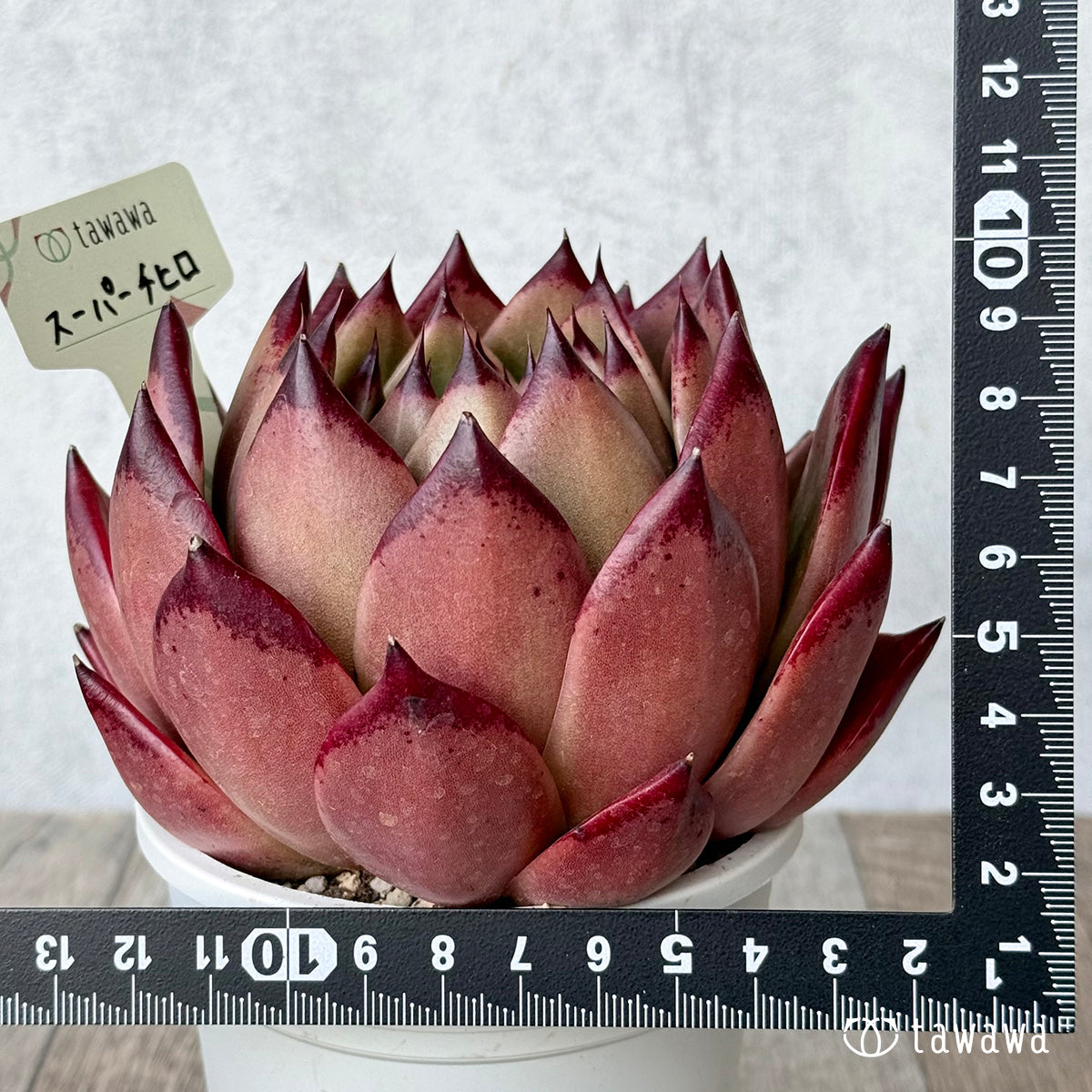 スーパーチヒロ2(エアーマジック農園)【A-35鉢/tawawaハウス苗】