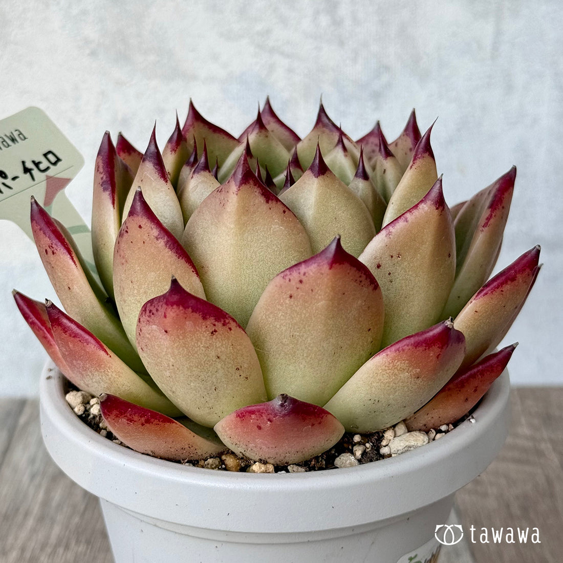 スーパーチヒロ3(エアーマジック農園)【根張り鉢4号/tawawaハウス苗】