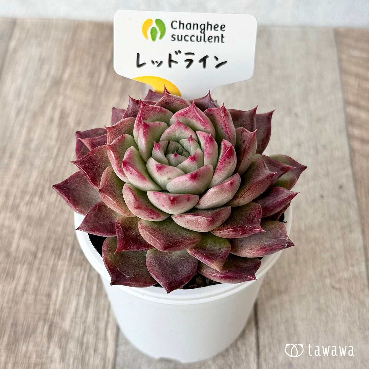 *新発売* レッドライン(チャンヒー農園)【tawawaハウス苗】