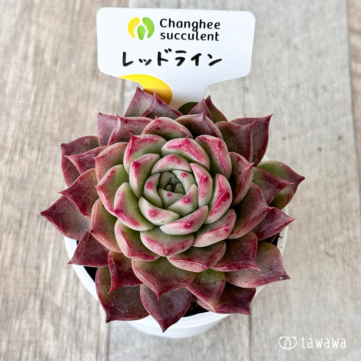 *新発売* レッドライン(チャンヒー農園)【tawawaハウス苗】