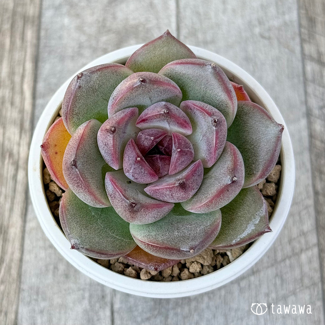 New Arrivals: Ice Green