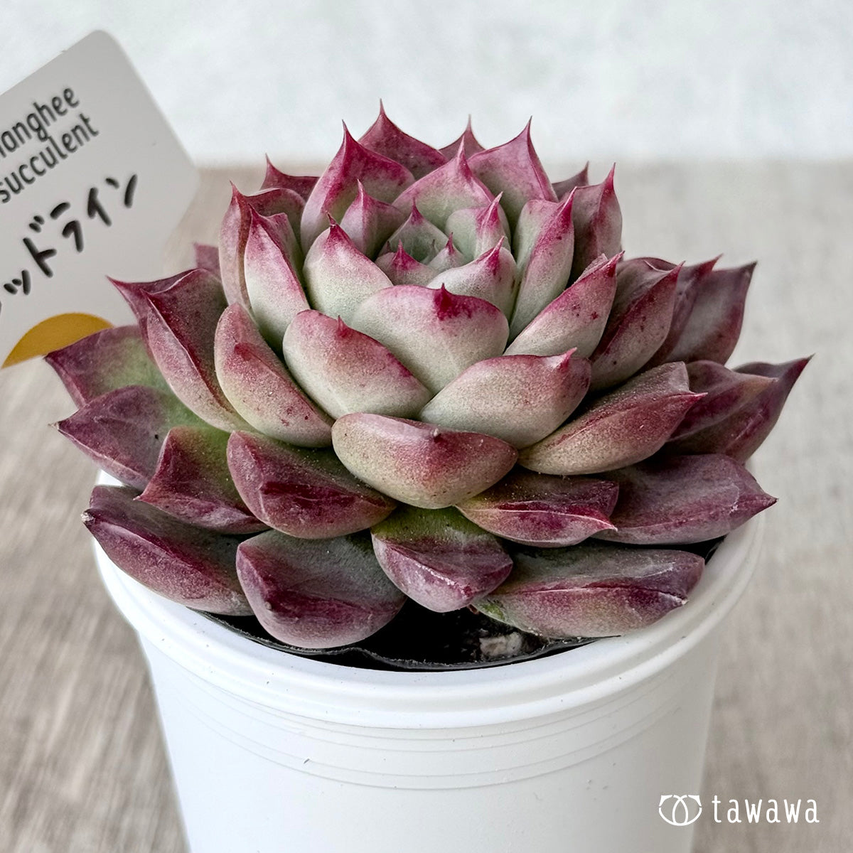 *新発売* レッドライン(チャンヒー農園)【tawawaハウス苗】