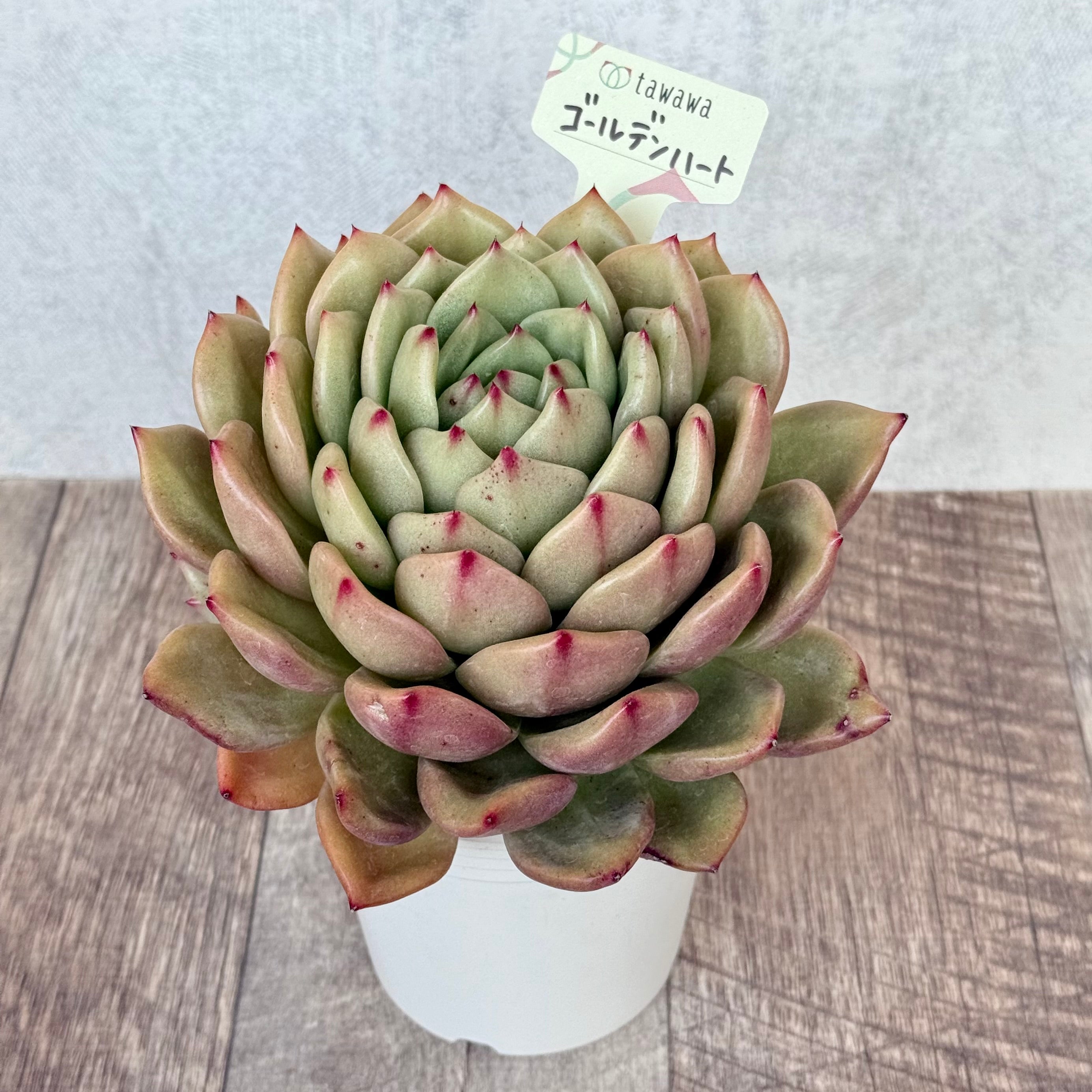 ゴールデンハート(エアーマジック農園)【A-35鉢/tawawaハウス苗】