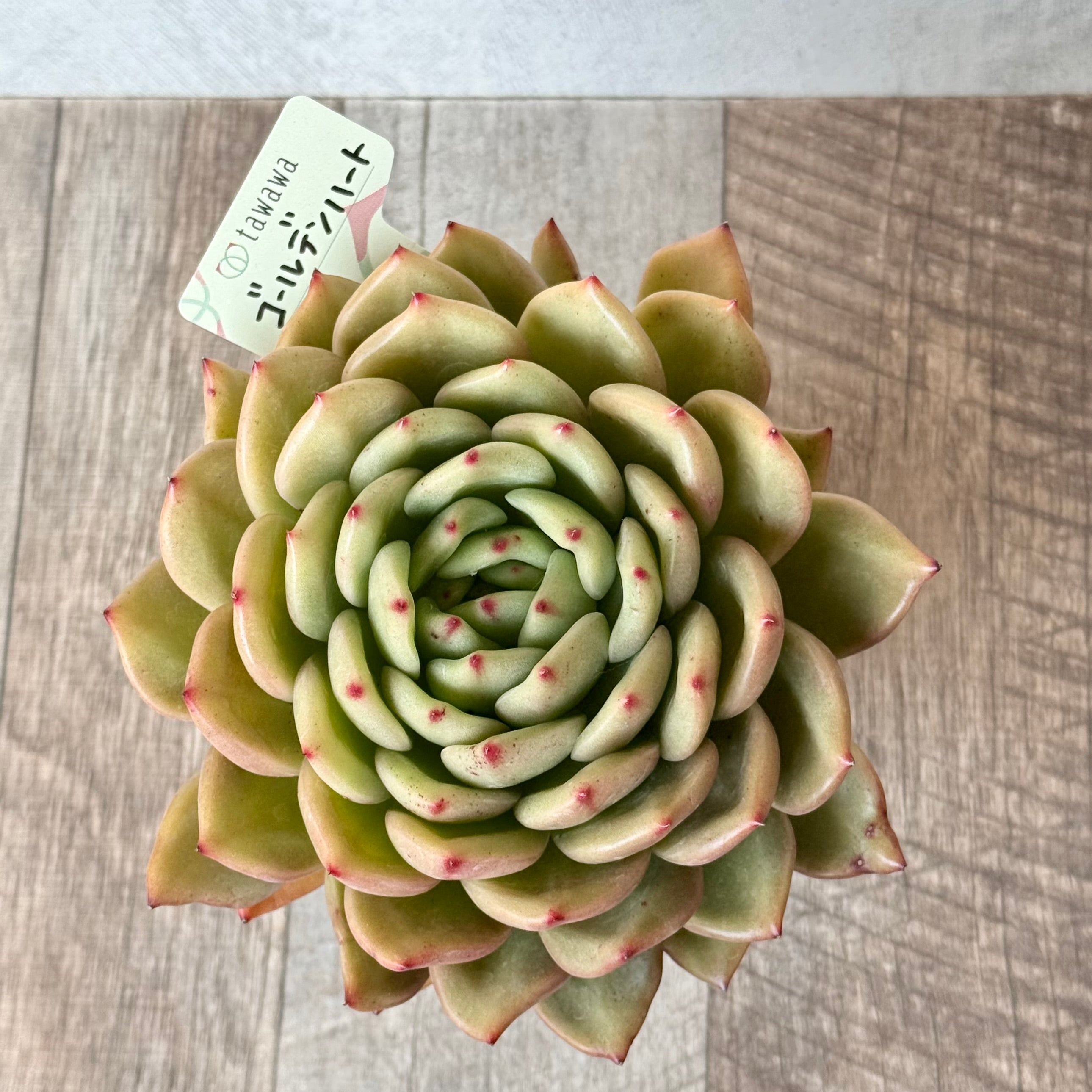 ゴールデンハート(エアーマジック農園)【A-35鉢/tawawaハウス苗】