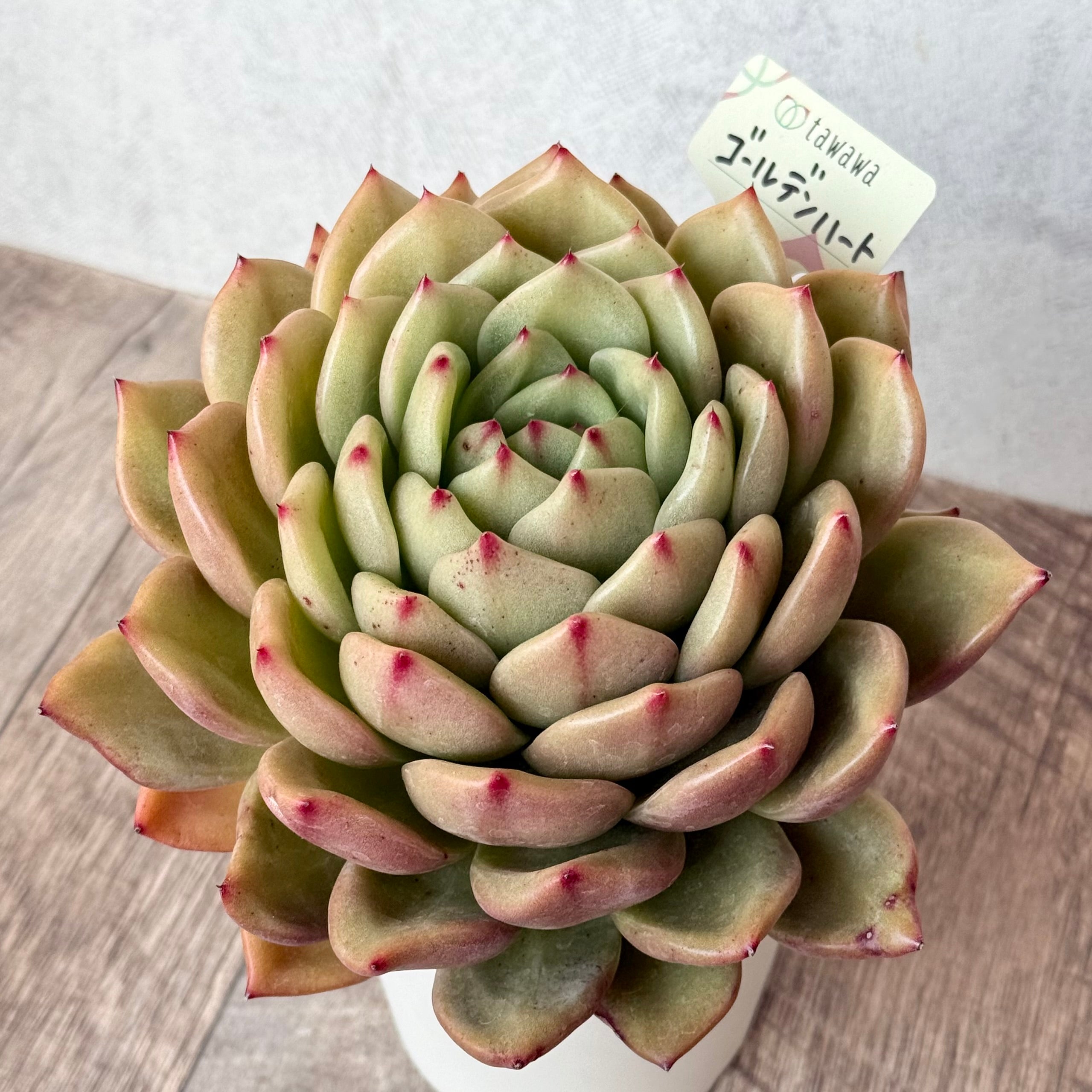 ゴールデンハート(エアーマジック農園)【A-35鉢/tawawaハウス苗】