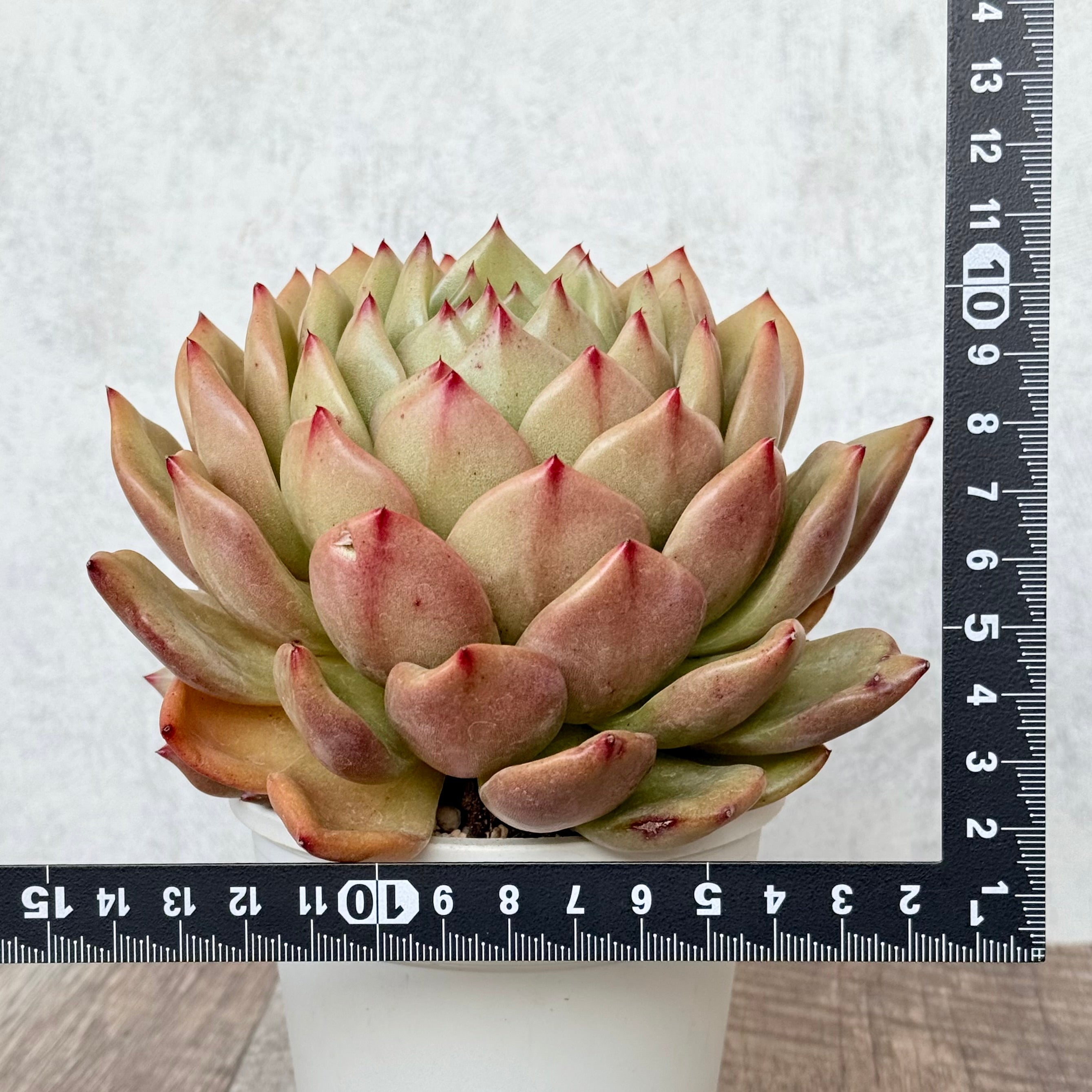 ゴールデンハート(エアーマジック農園)【A-35鉢/tawawaハウス苗】