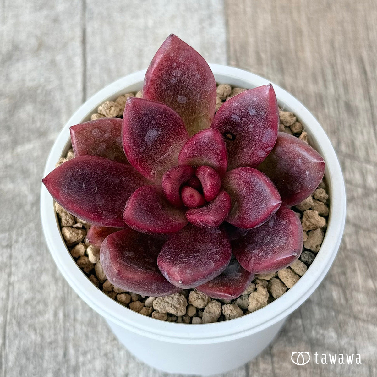 New Arrival* Cubic Frost