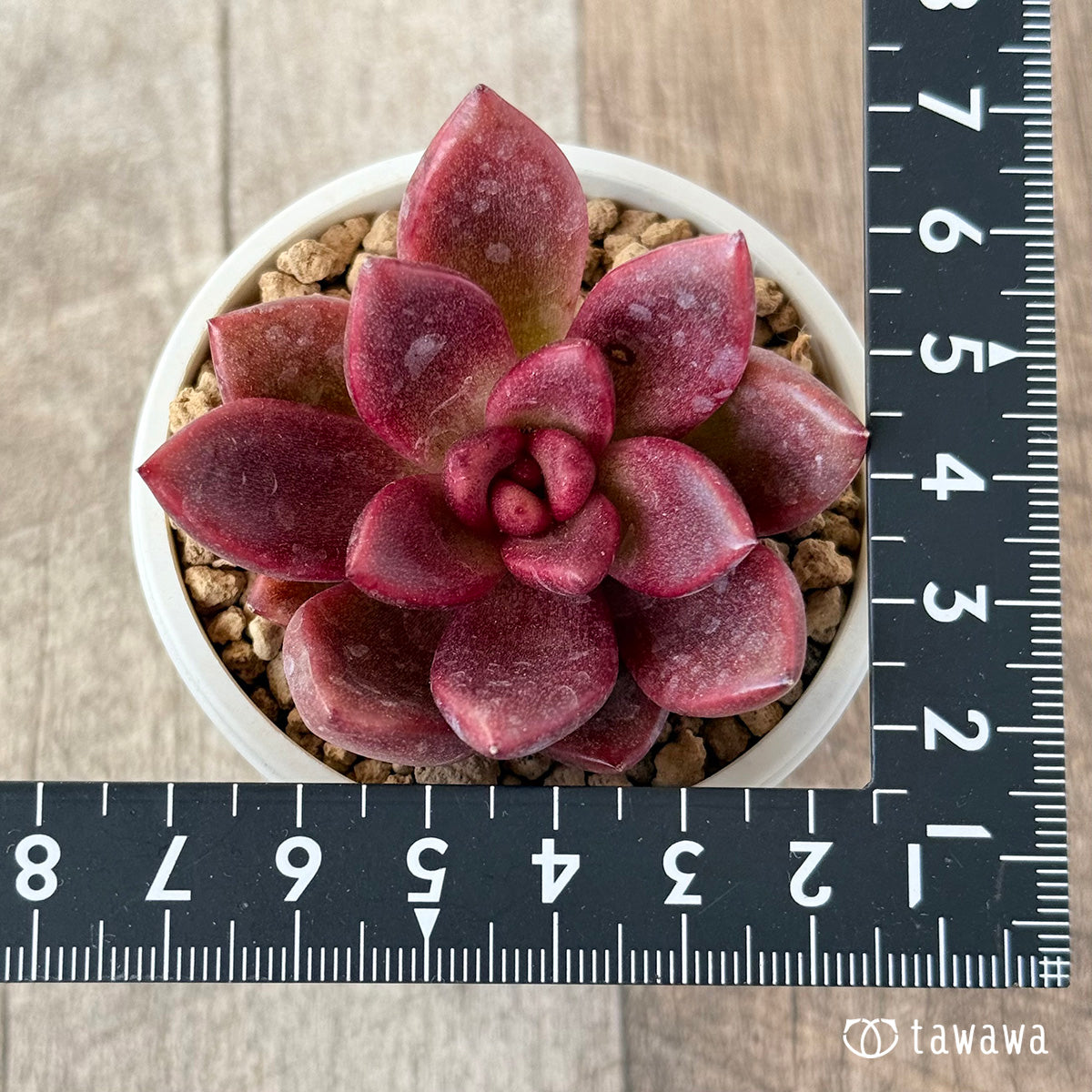 New Arrival* Cubic Frost