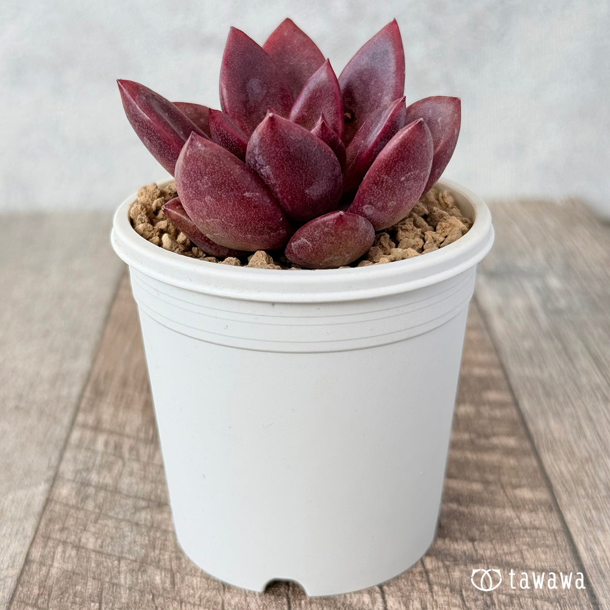 New Arrival* Cubic Frost