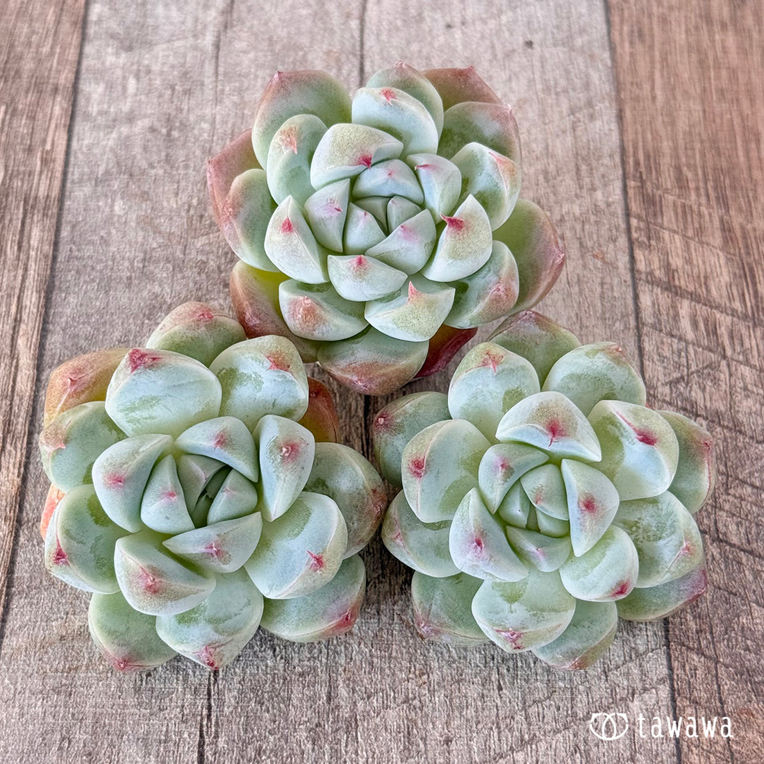 スノービューティー