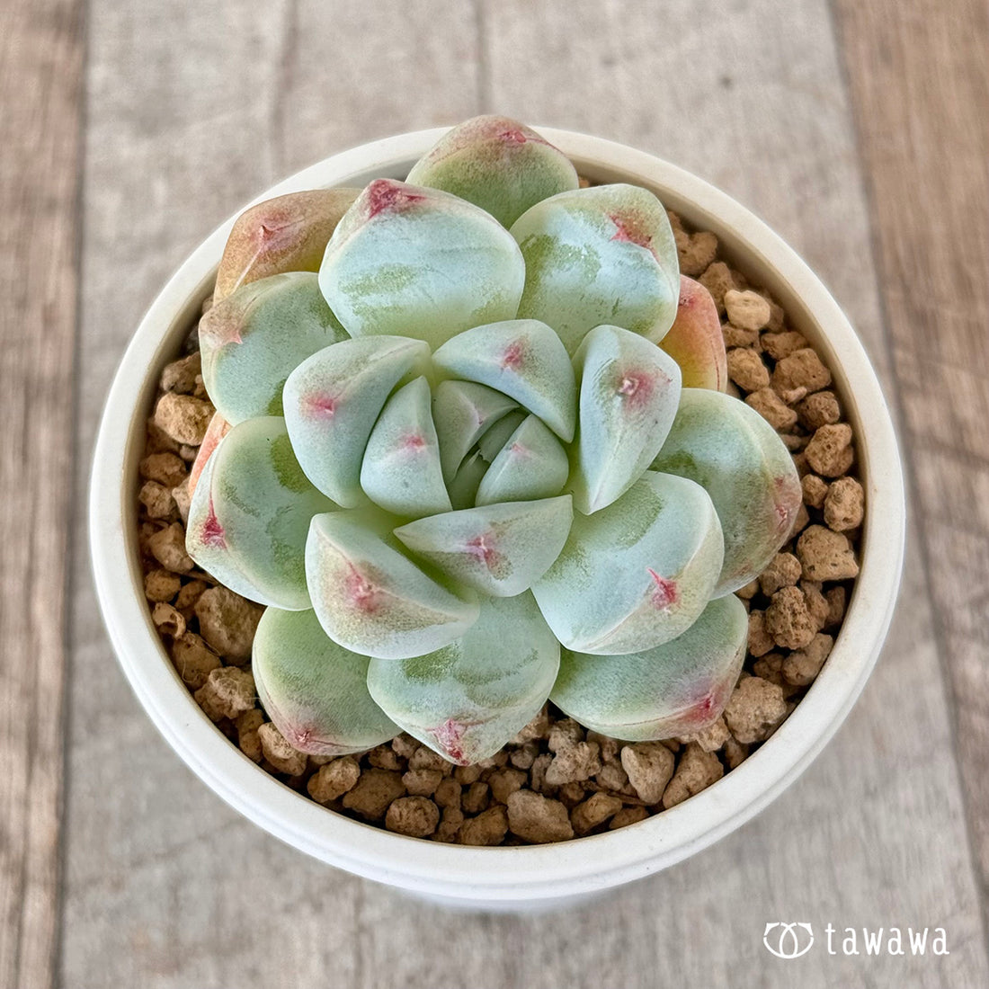 スノービューティー