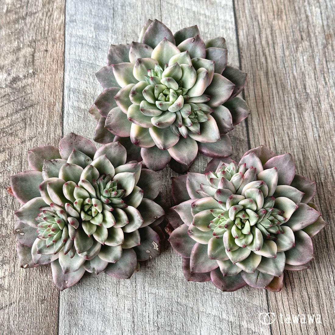 グリーンエメラルド錦