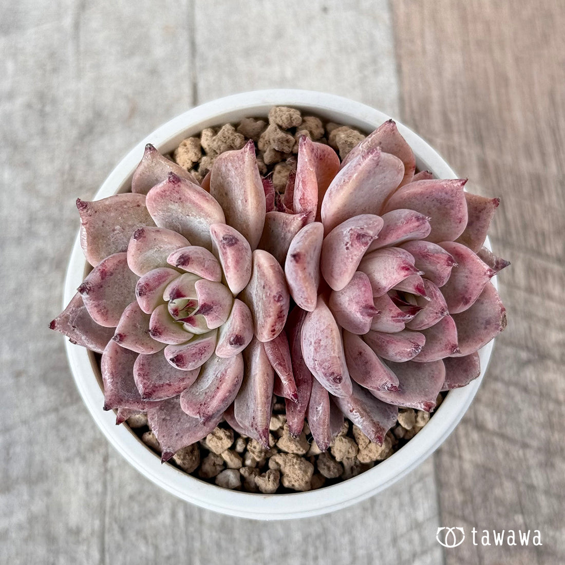 ガゼル【多頭苗】(チャンヒー農園苗)