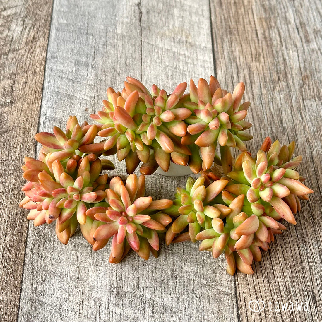 アドルフィ綴化