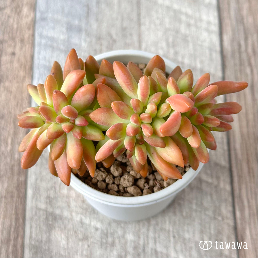 アドルフィ綴化