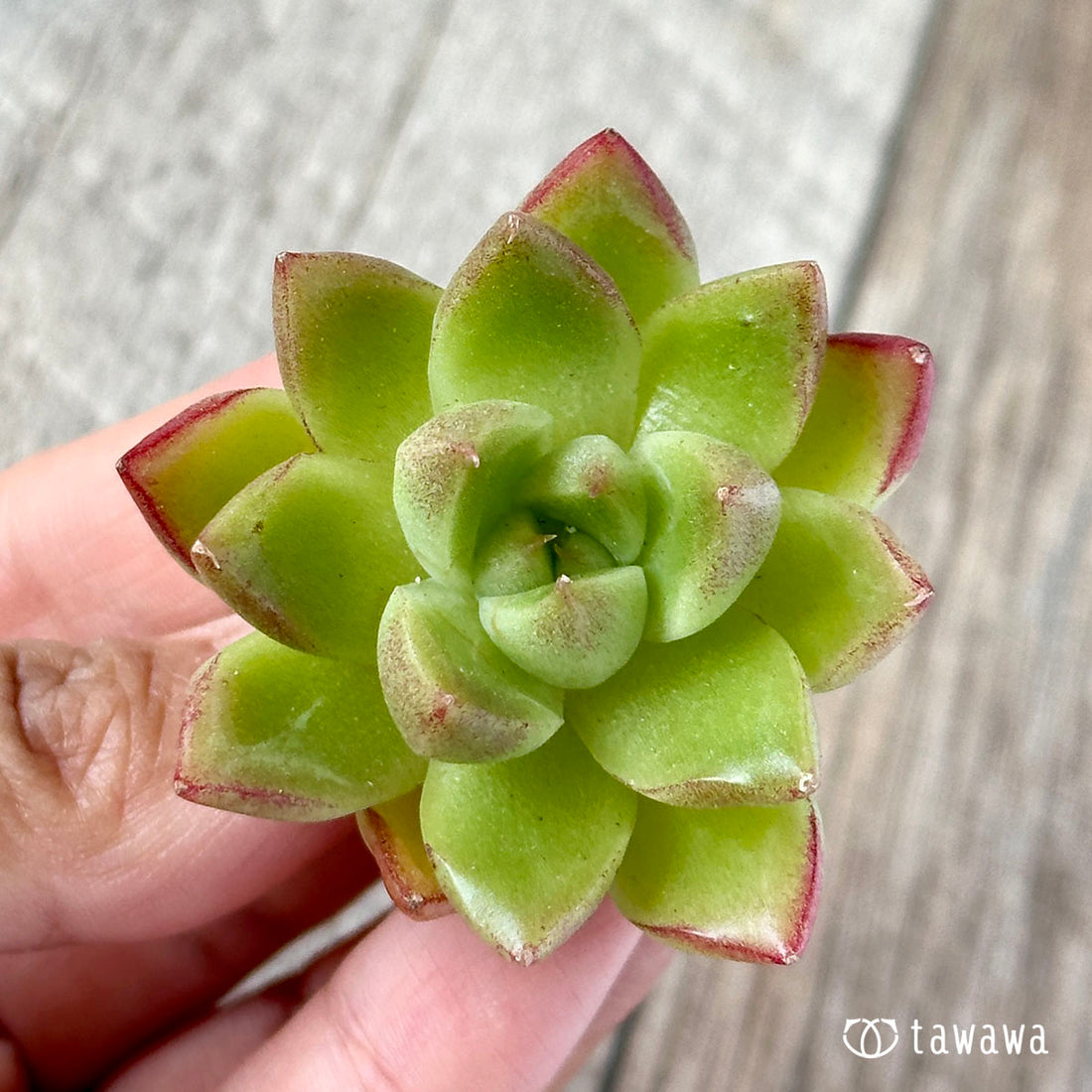 New Arrivals: Ice Green