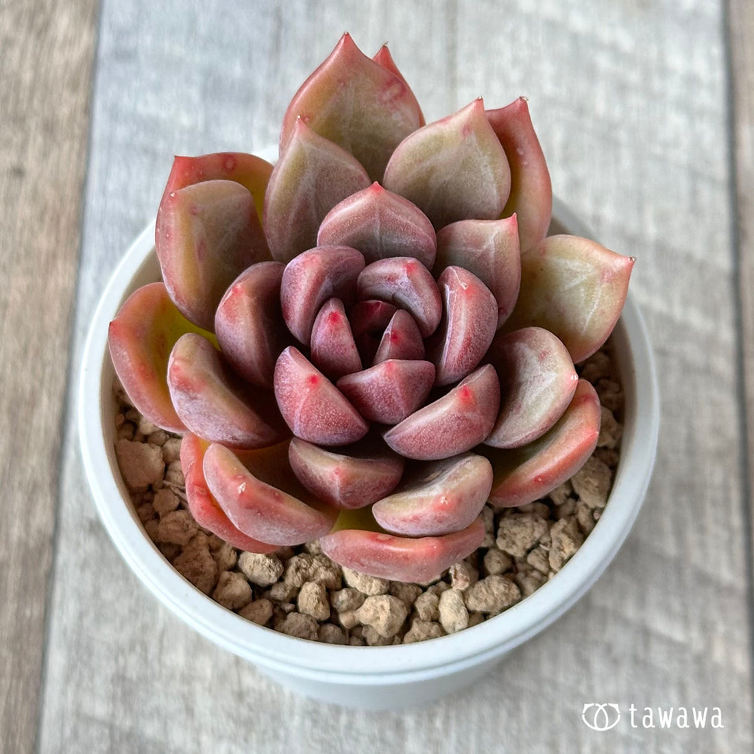 black tetra (Paracheirodon simulans)