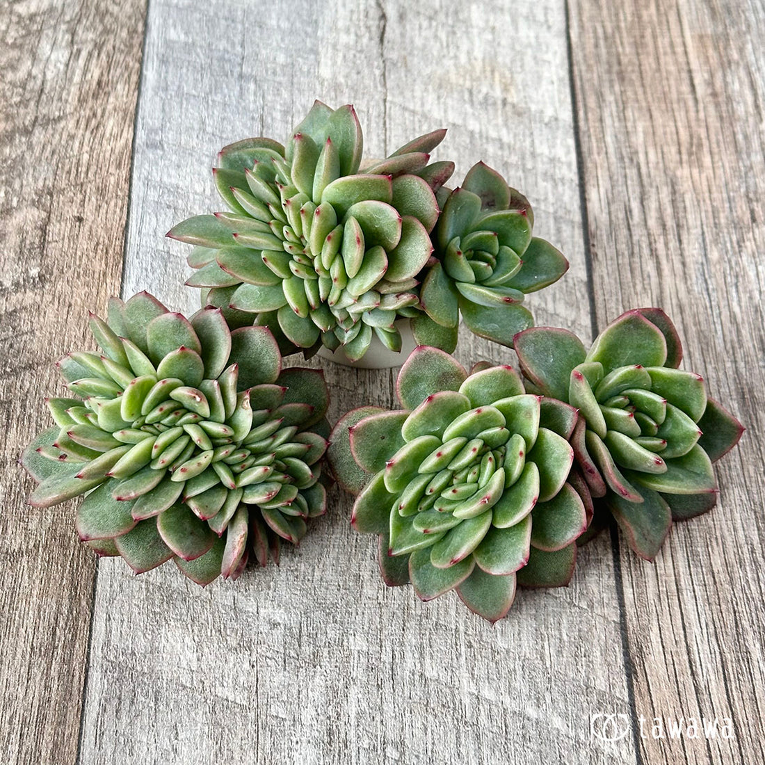 ドラキュラ綴化