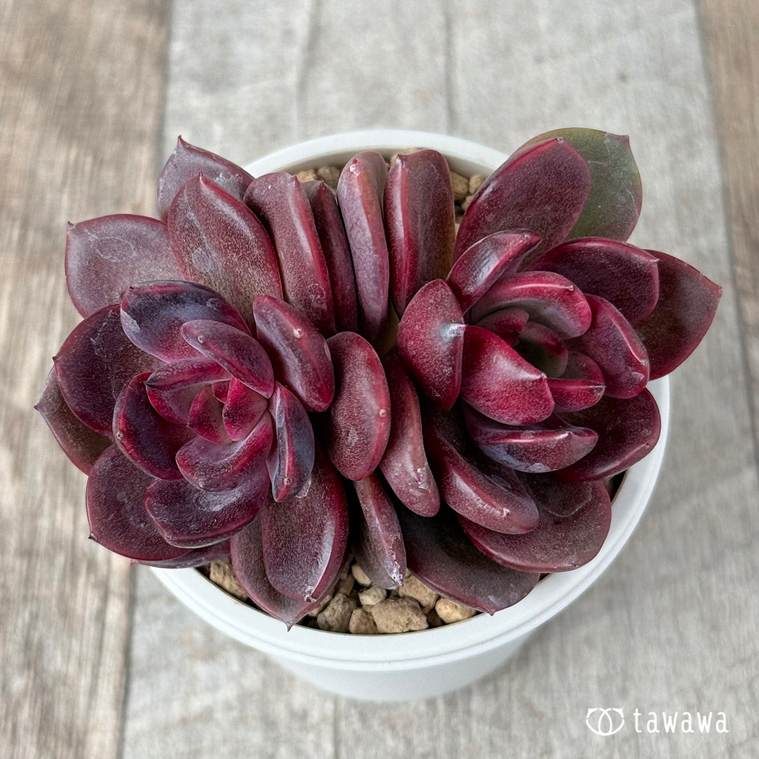 ブラックピンク【双頭苗】(チャンヒー農園苗)