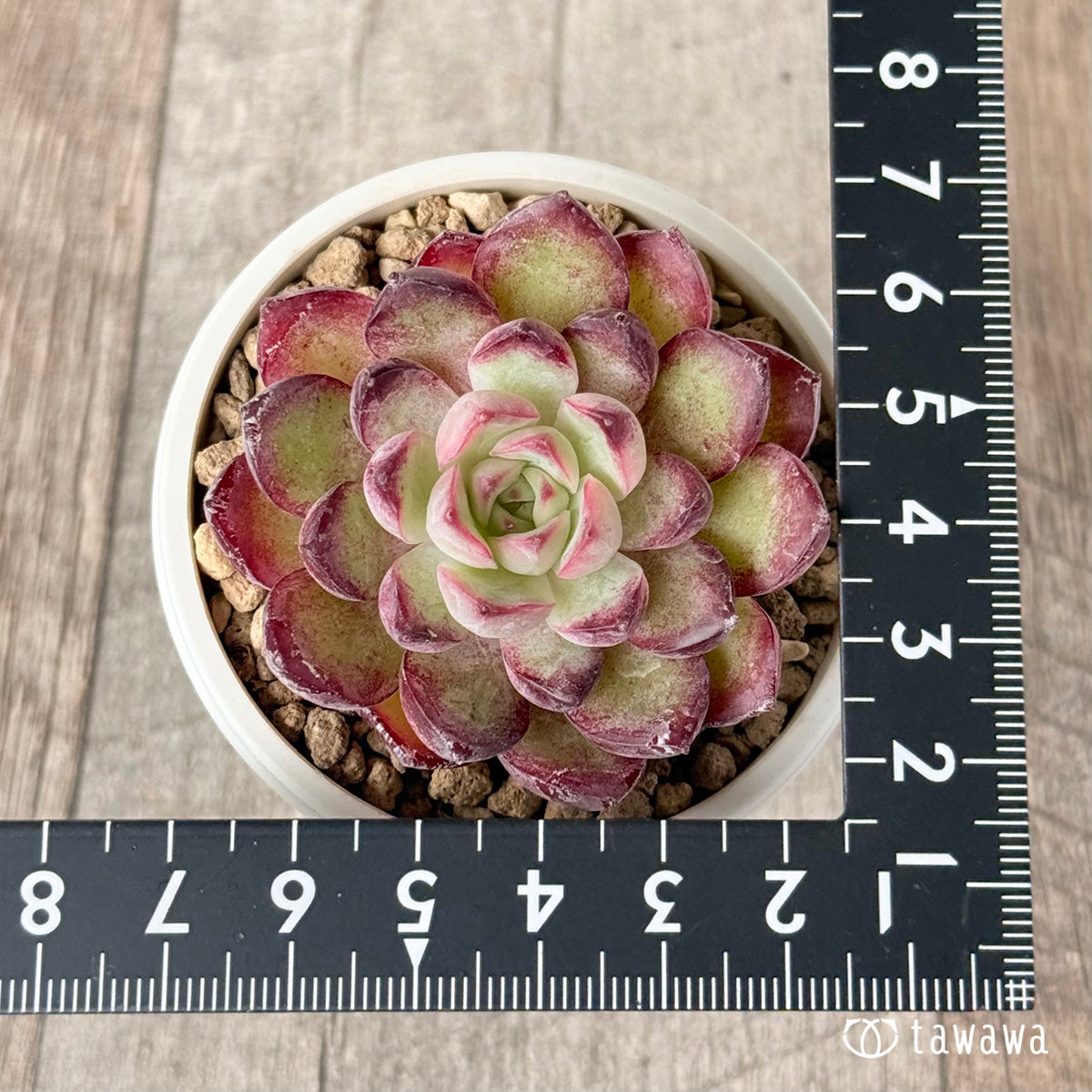 New Arrivals: Ice Green