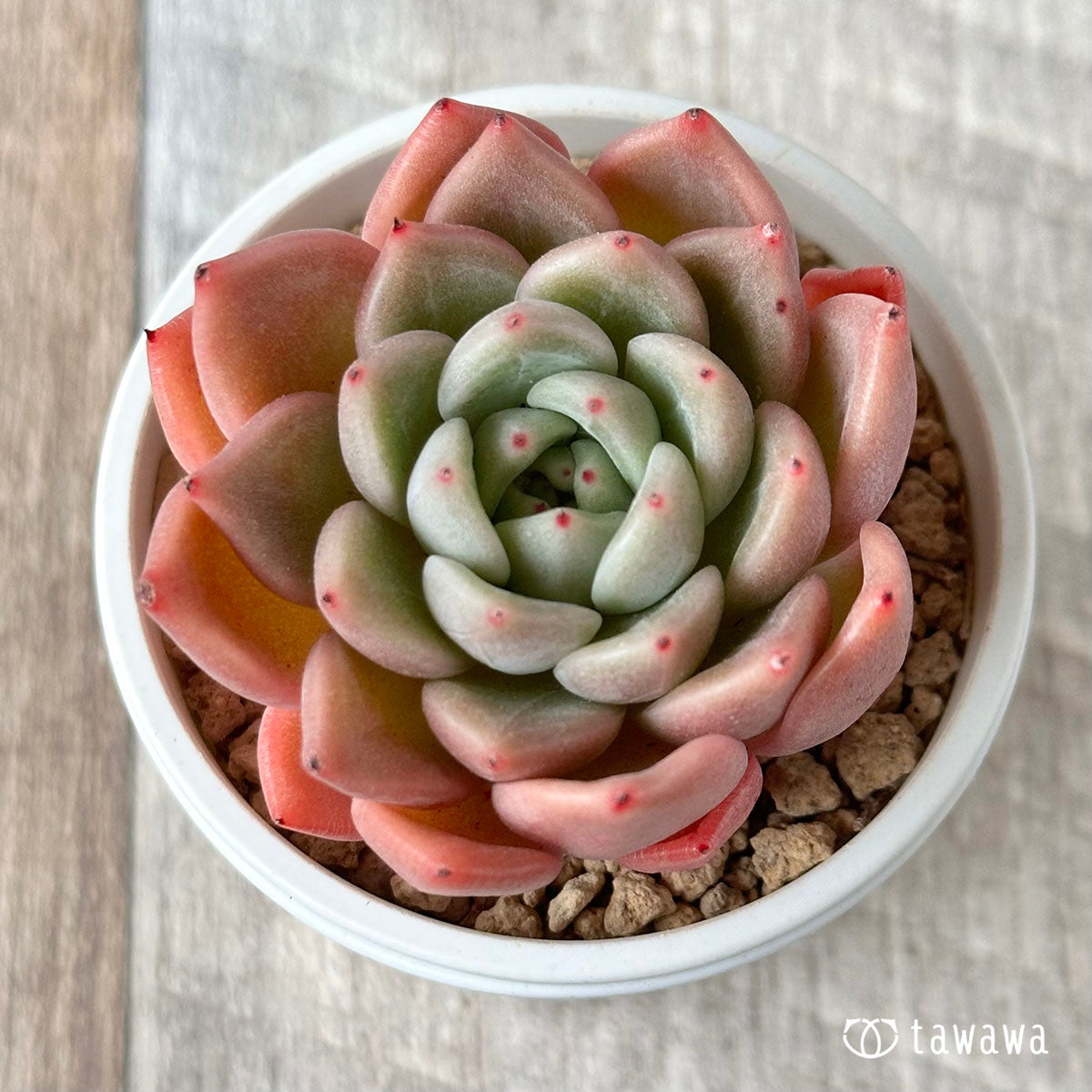 라조야