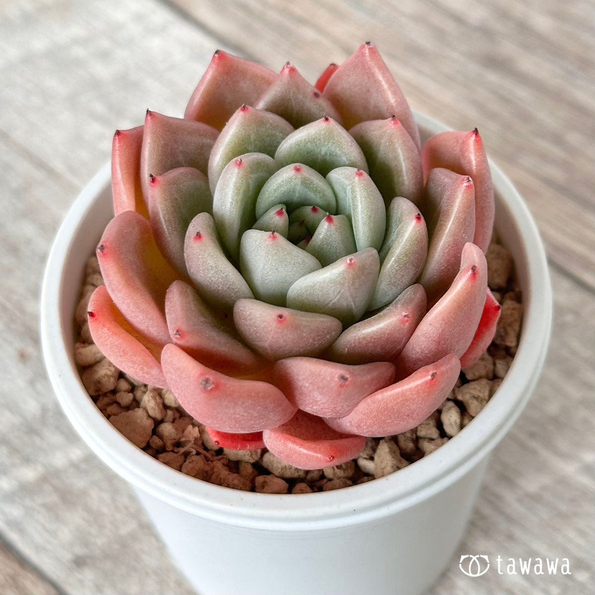 New Arrival* Cubic Frost