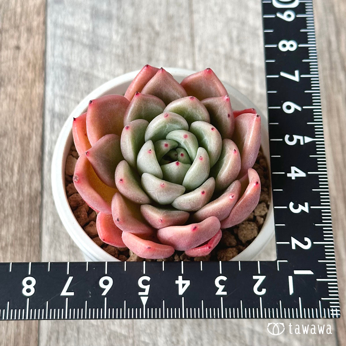 New Arrival* Cubic Frost