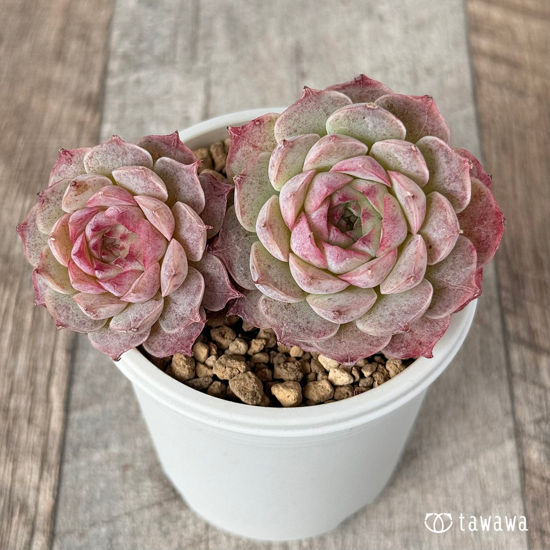 ラブリーチェリー【多頭苗】(チャンヒー農園苗)